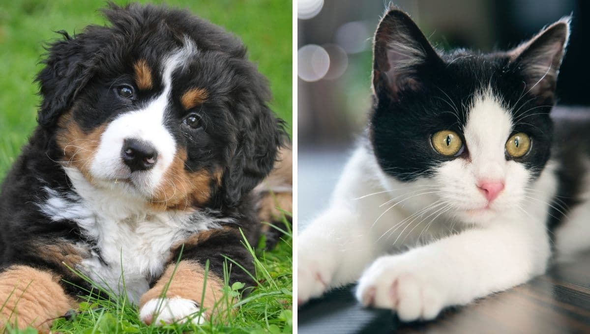 ¿Cómo educar a un perro o gato si vas adoptar a uno?