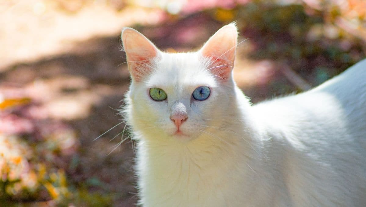 Esto hacen los gatos cuando sus dueños se van de casa