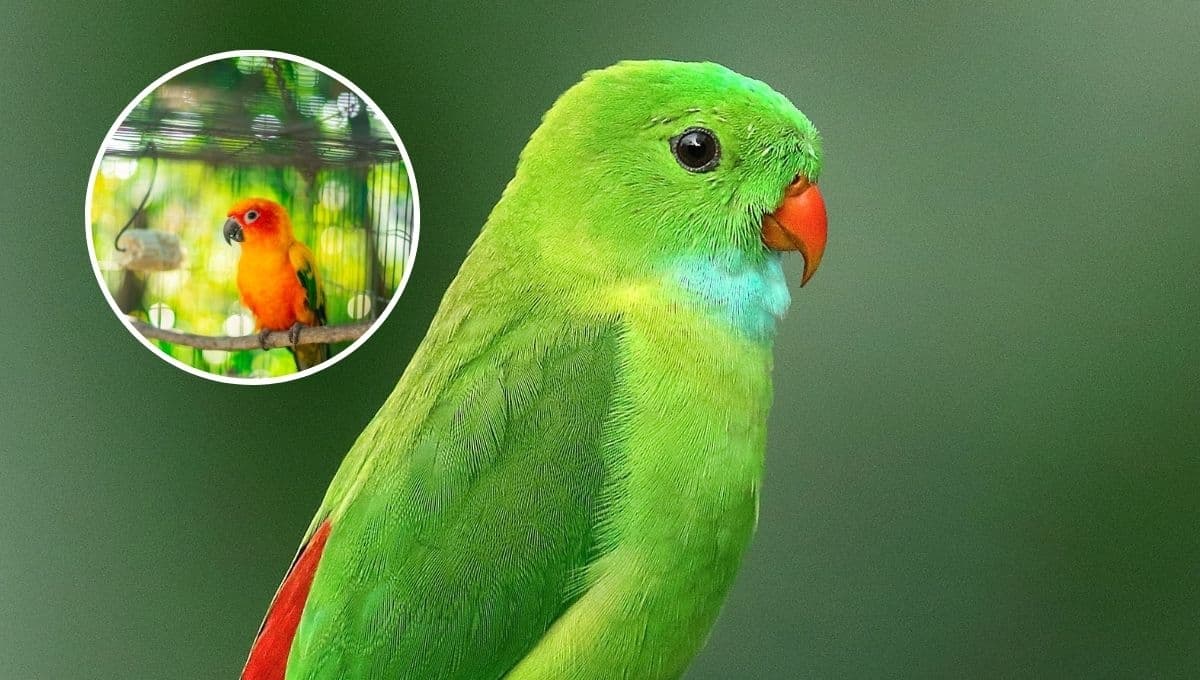¿Cómo saber si mi periquito australiano es feliz?