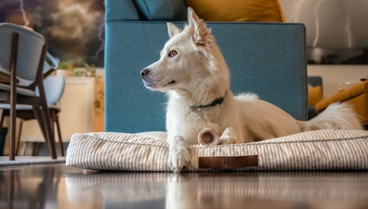 ¿Cada cuánto debes lavar la cama de tu perro?