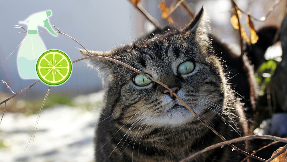 La receta para hacer un efectivo repelente para gatos