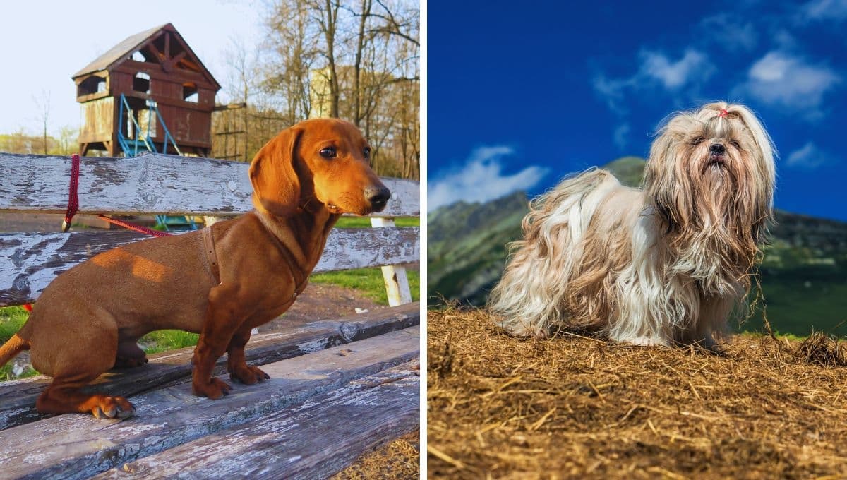 La raza de perro más difícil de adiestrar en casa