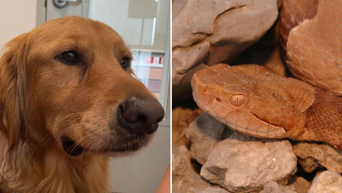 Conoce a Pax, el perro que salvó la vida de su familia de una serpiente