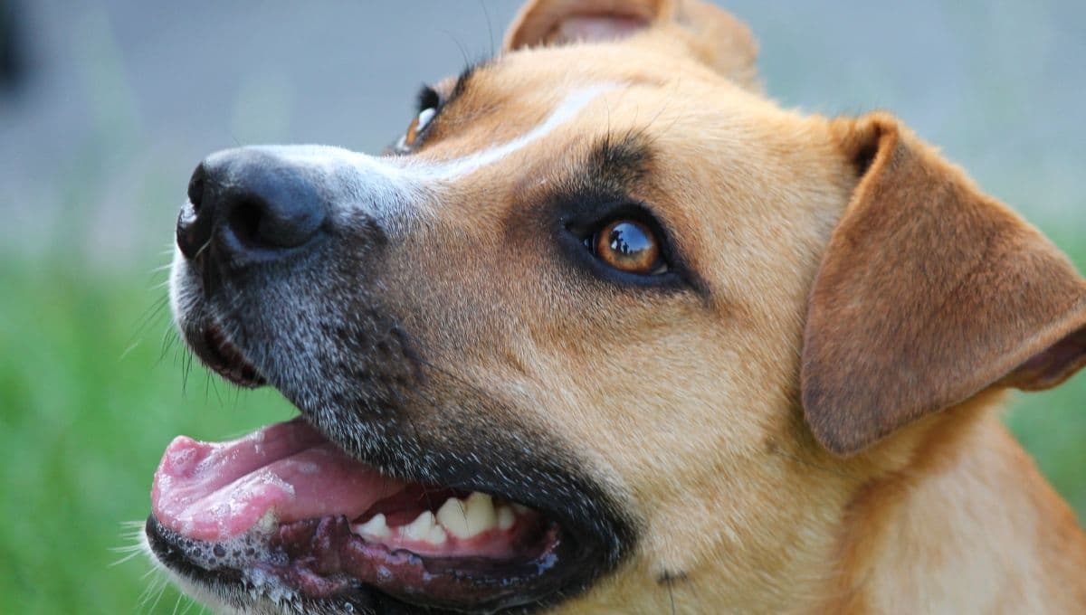 Así es como el perro identifica la enfermedad de Parkinson