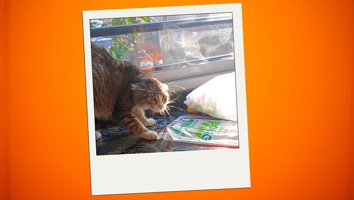 Niña se viste de gato y la reacción de su mascota se hace viral