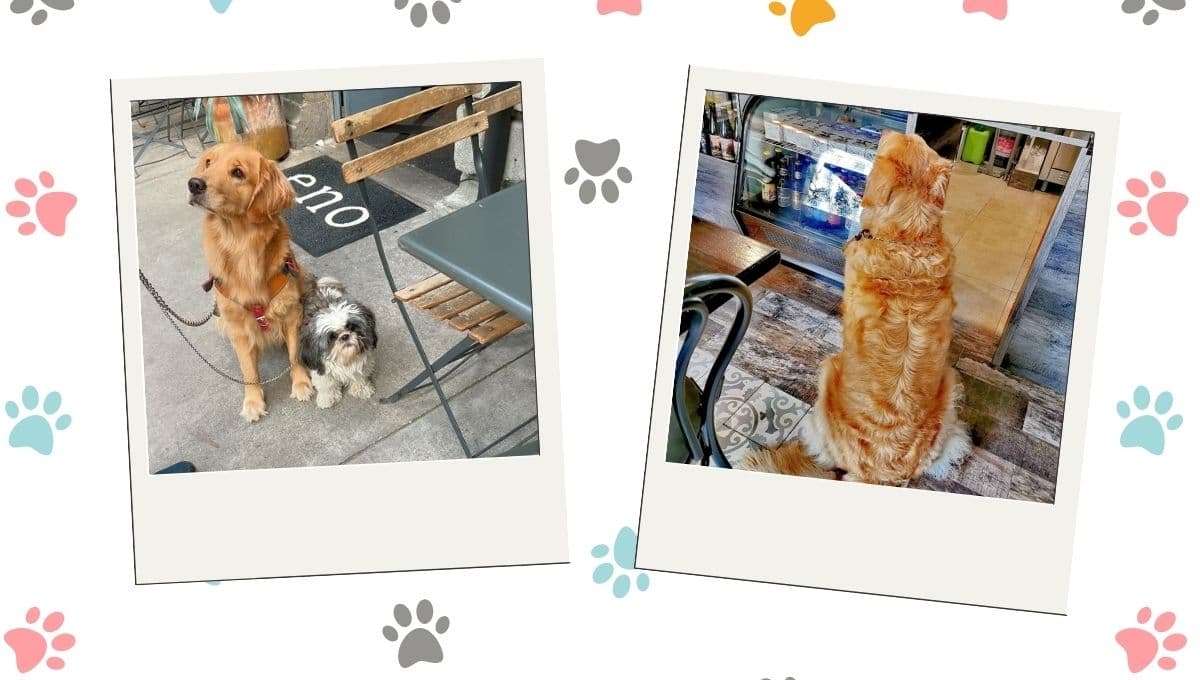 3 restaurantes pet friendly en CDMX para llevar a tu mascota