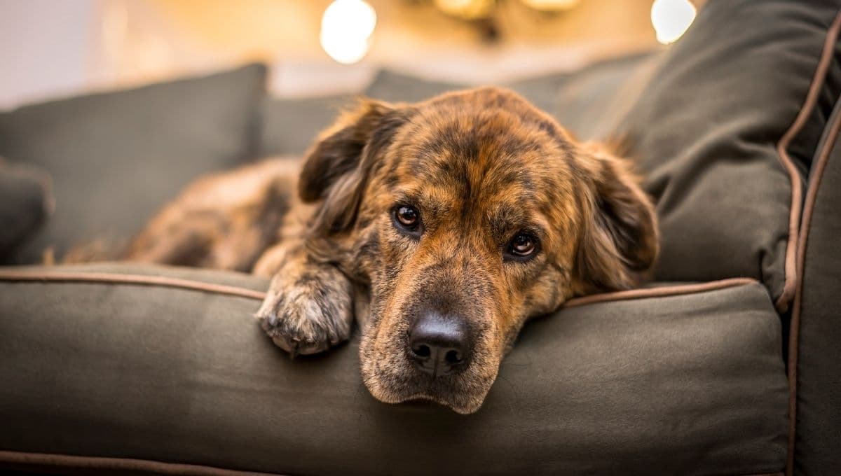 ¿Qué hacer si mi perro no quiere comer y está decaído?