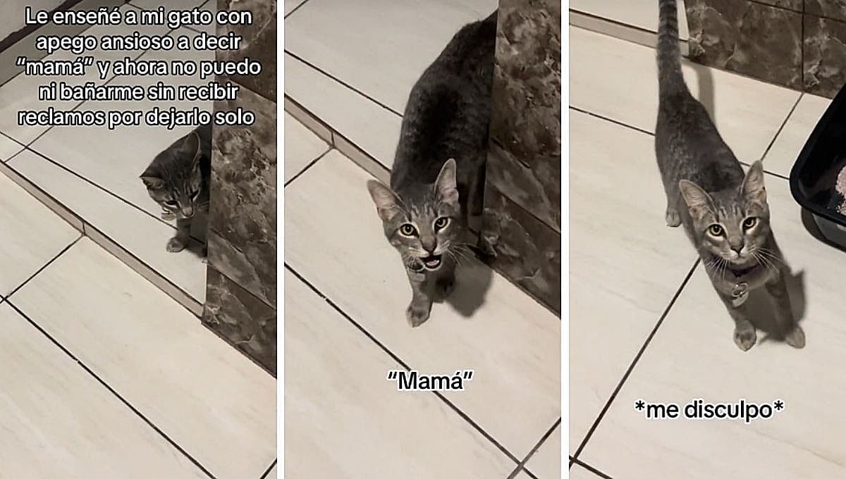 Mujer enseña a su gato con ansiedad a decir "mamá"