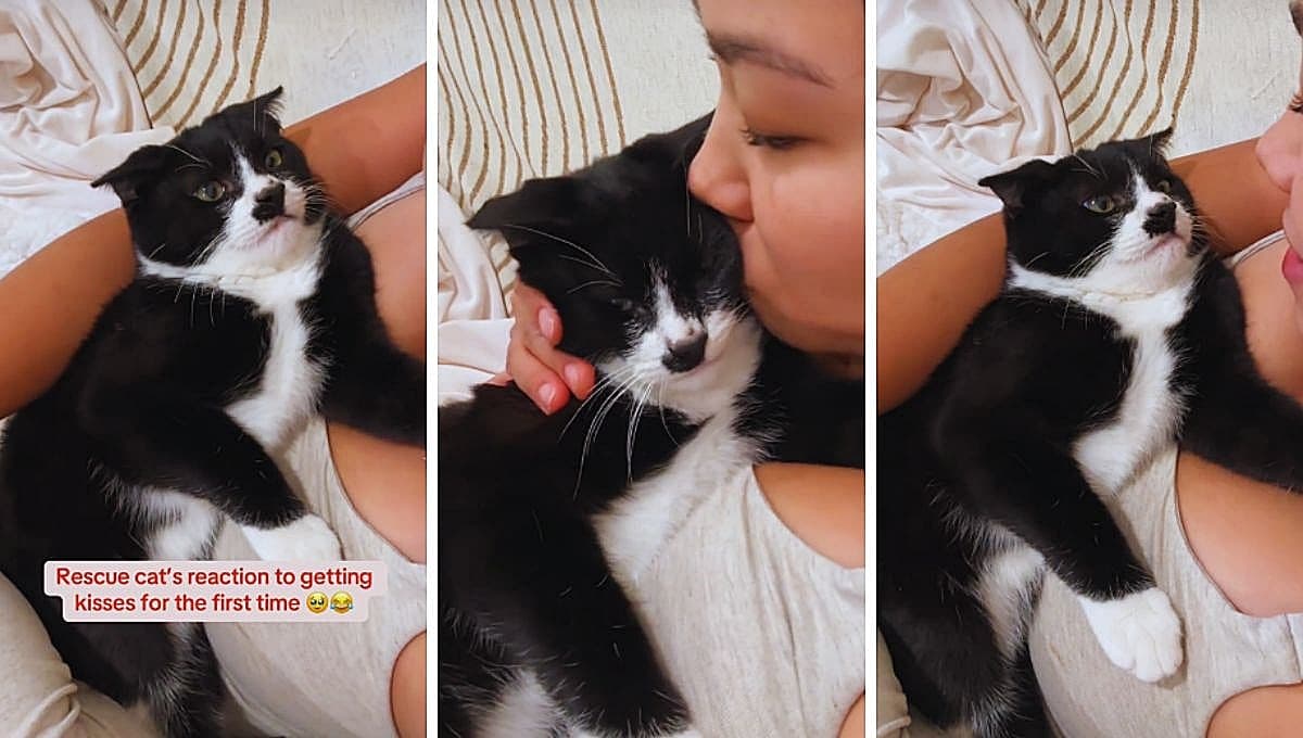 La tierna reacción de un gatito rescatado con el primer abrazo de su dueña