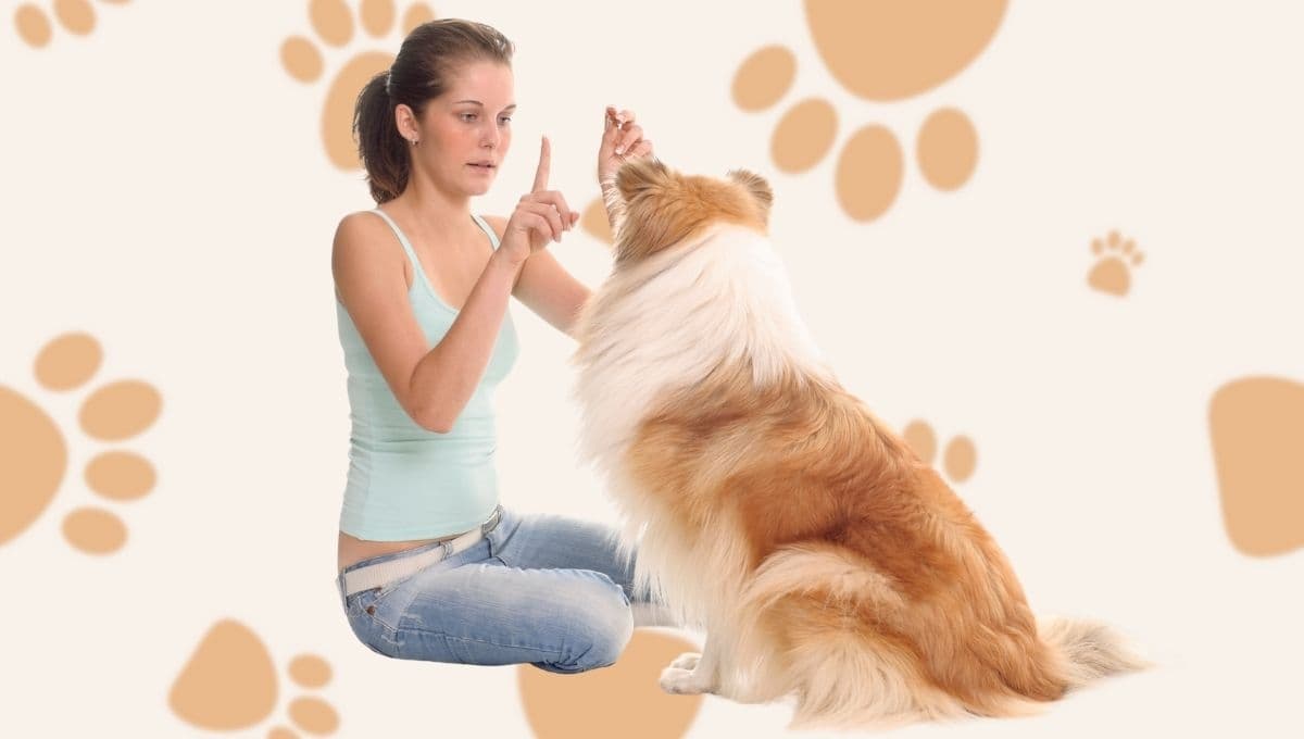 ¿Cómo debes hablarle a tu perro para que te entienda?