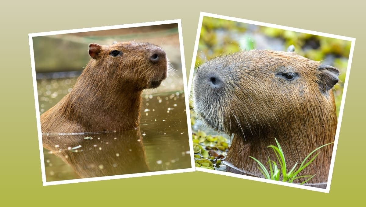 ¿Por qué no puedes tener un capibara como mascota?