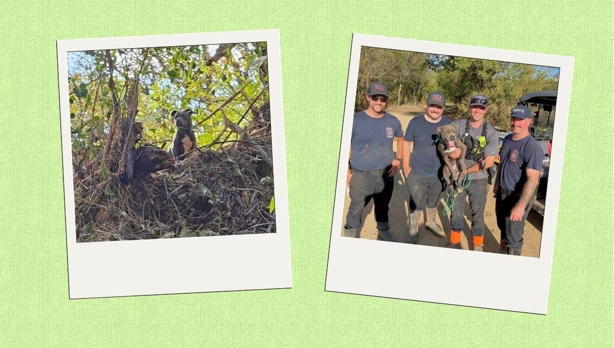 Así fue el reencuentro de una perra con su familia tras separarse por el huracán