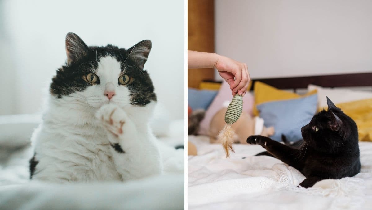 ¿Qué puedo hacer para que mi gato me quiera?