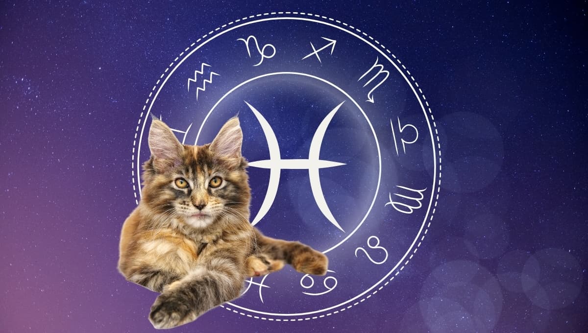 Horóscopo de tu gato: Las predicciones para tu michi hoy domingo 13 septiembre