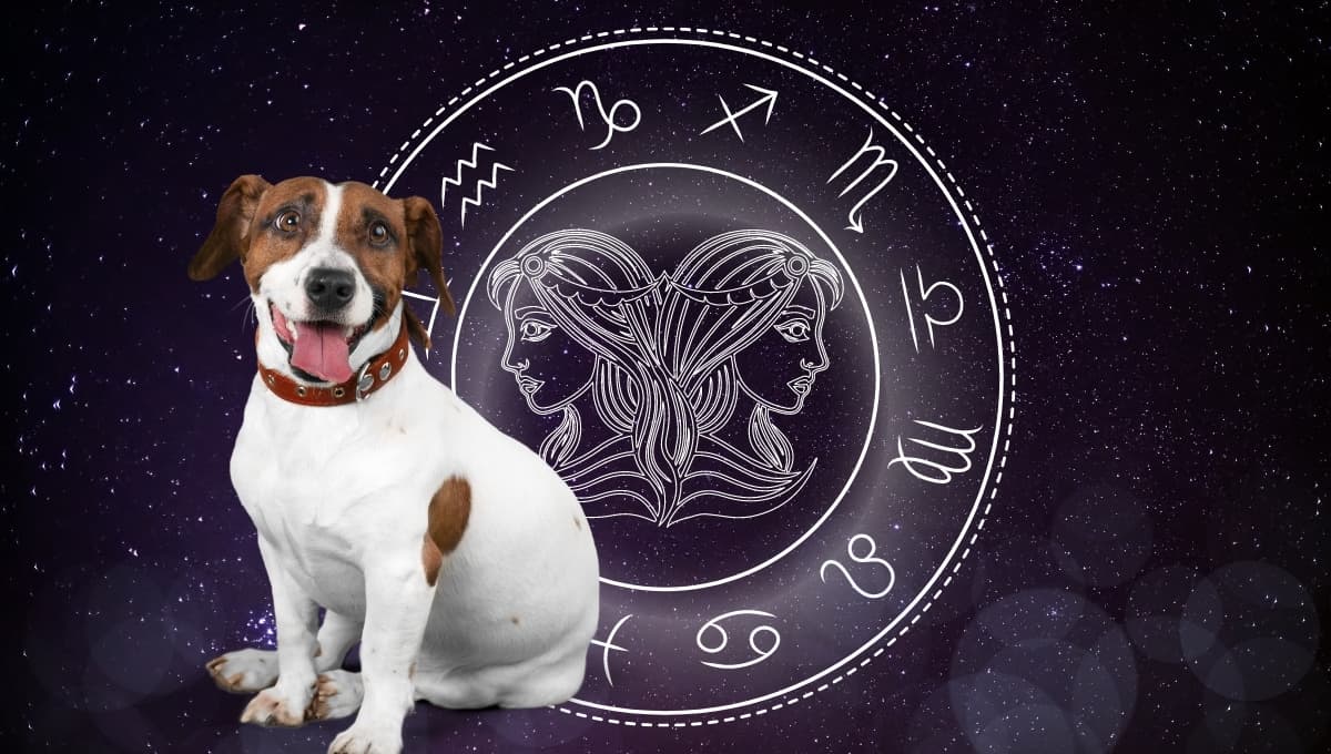 Horóscopo de tu perro: Las predicciones para tu lomito hoy domingo 13 septiembre