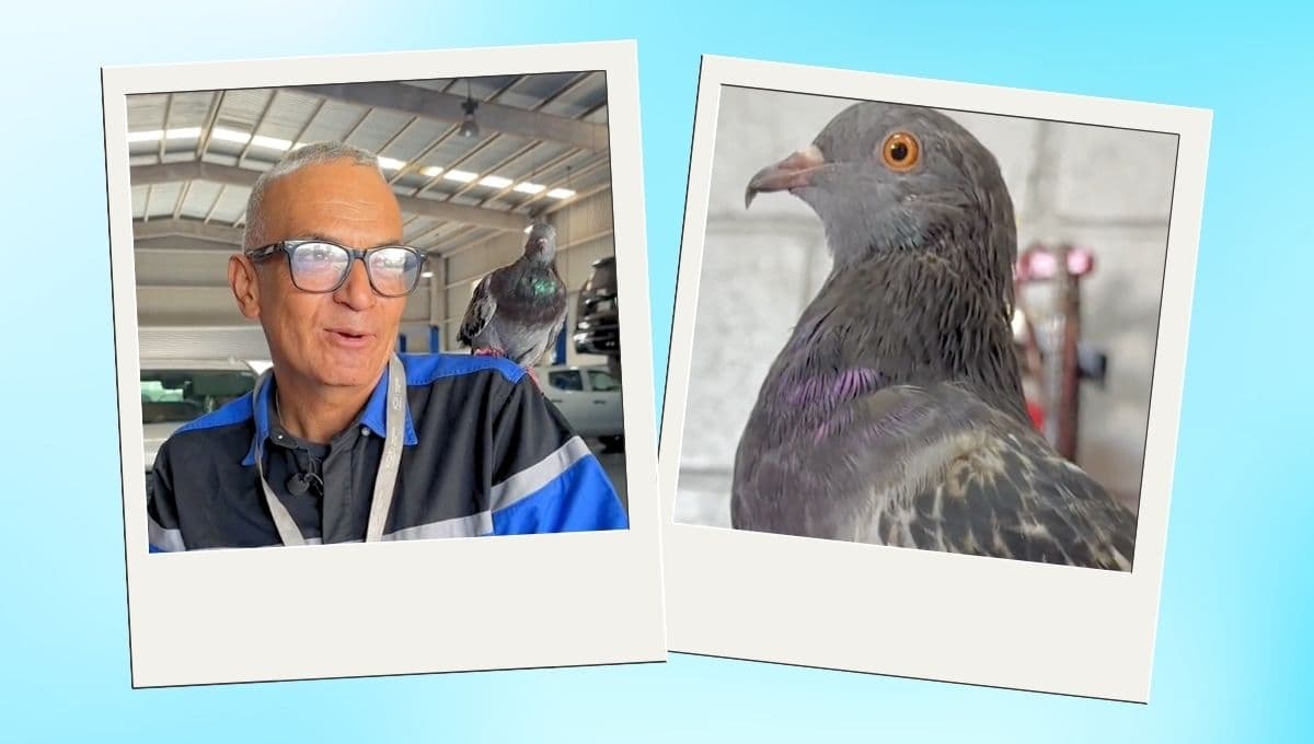 Mecánico con ansiedad se hace amigo de una paloma