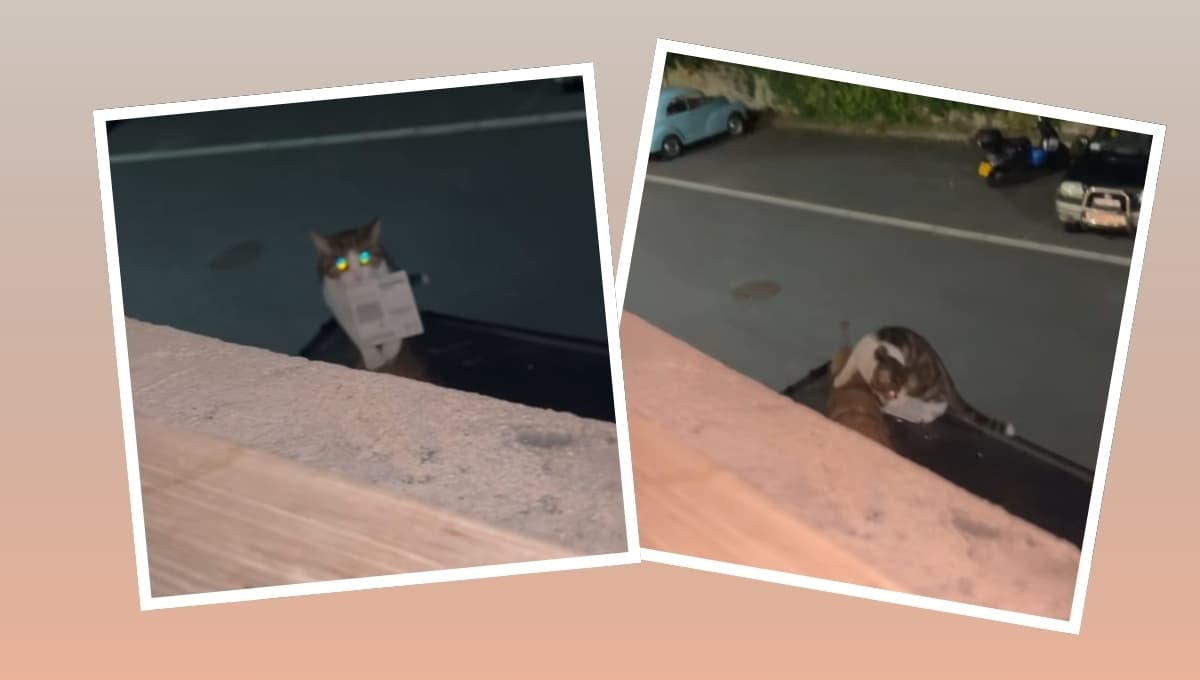 Gato le lleva billete ganador a su dueña: VIDEO