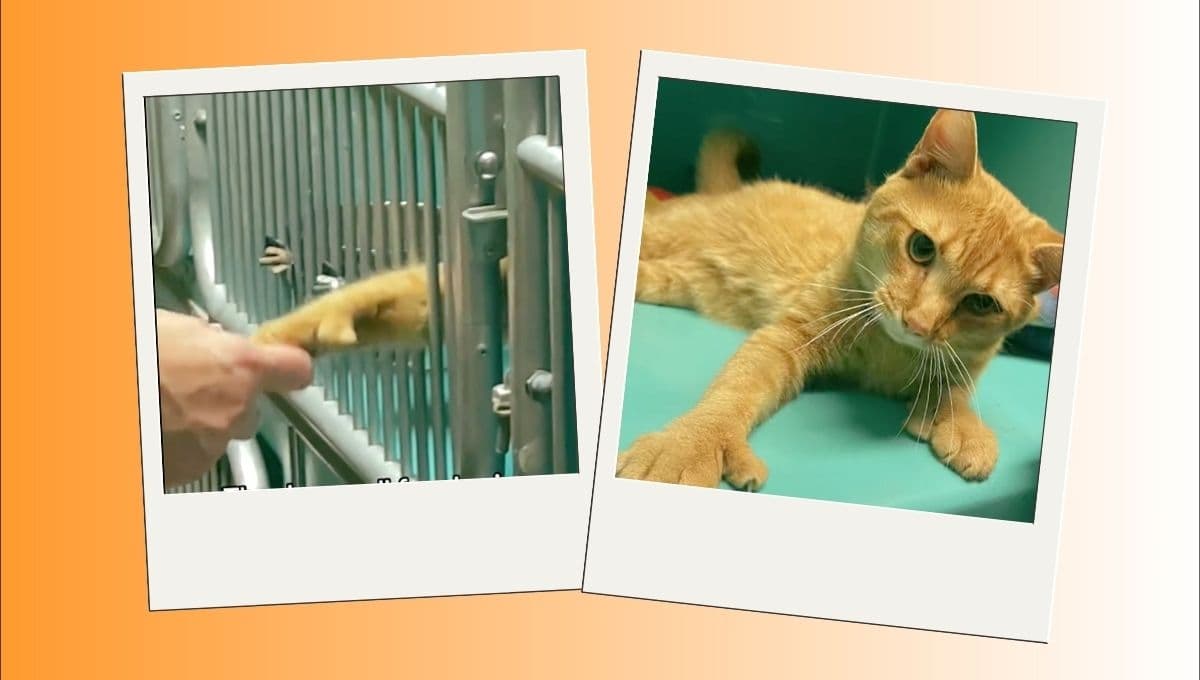 VIDEO: Gatito se aferra a la manos de las personas para que lo adopten