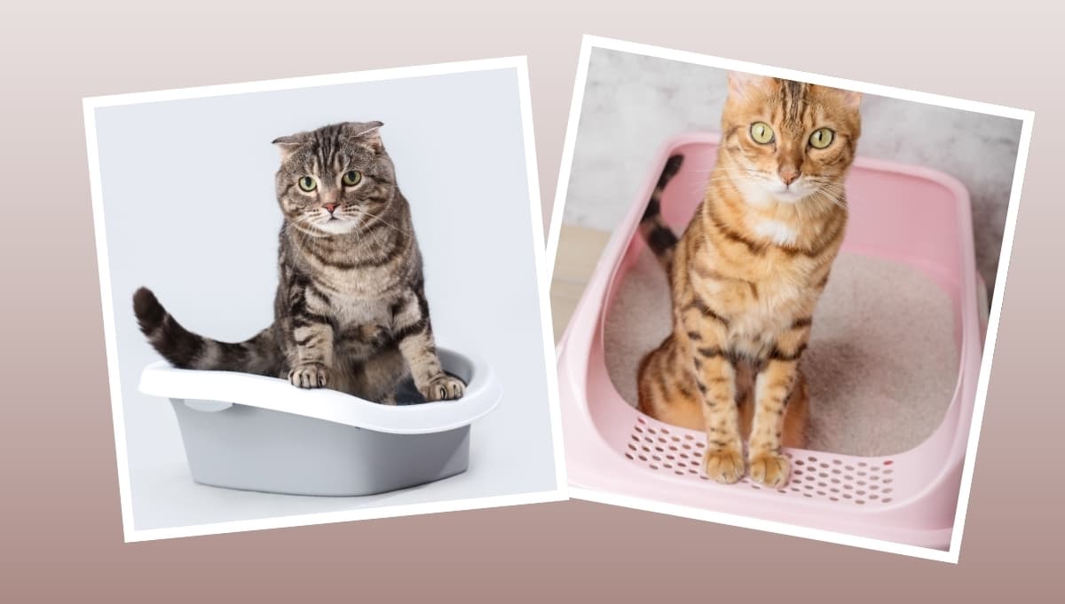 ¿Cuántos areneros debo tener si hay dos gatos en casa?