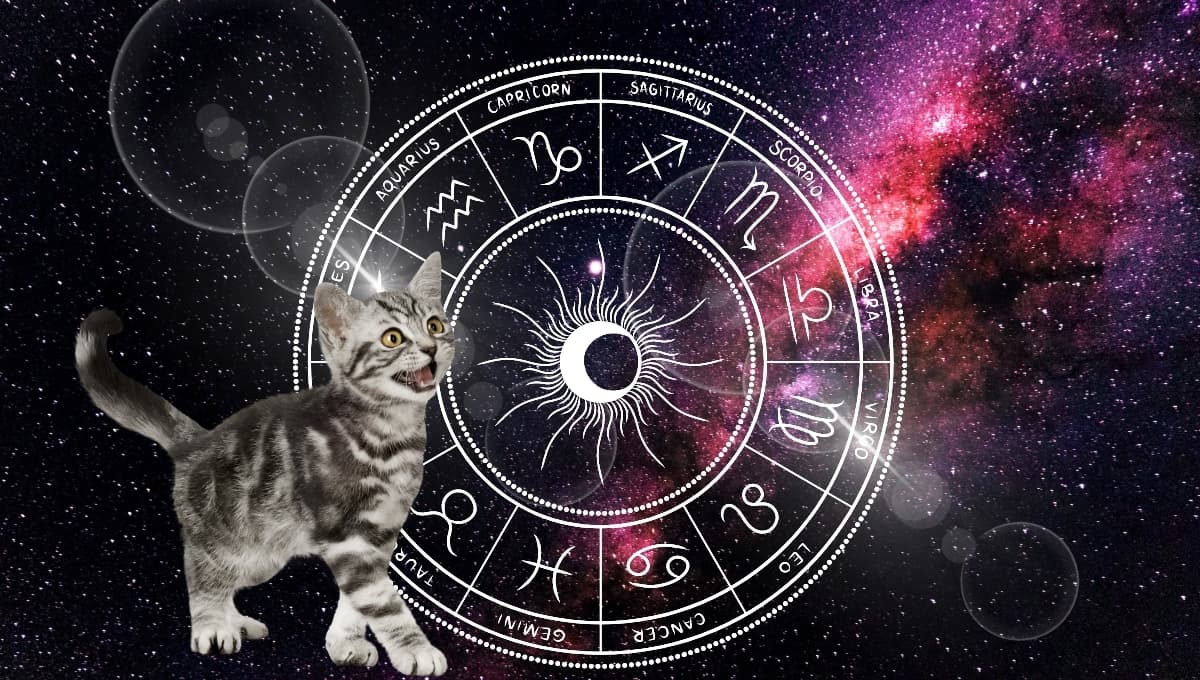 Horóscopo de tu gato: Las predicciones para tu michi hoy lunes 14 septiembre