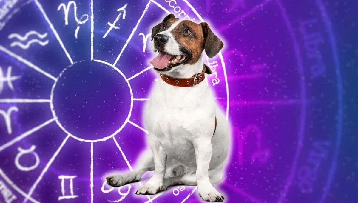 Horóscopo de tu perro: Las predicciones para tu lomito hoy miércoles 9 de octubre
