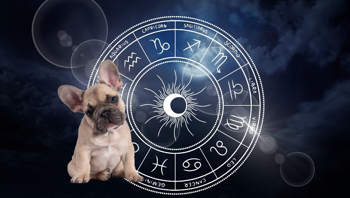 Horóscopo de tu perro: Las predicciones para tu lomito hoy lunes 14 septiembre
