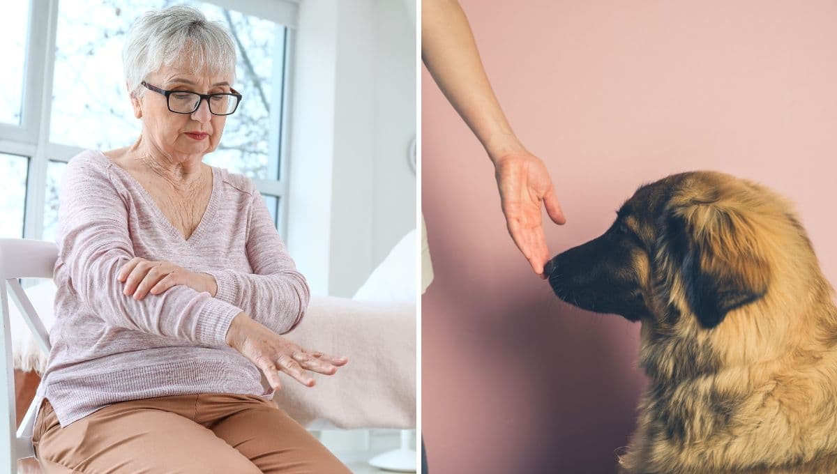 Así entrenan a los perros para detectar el Parkinson