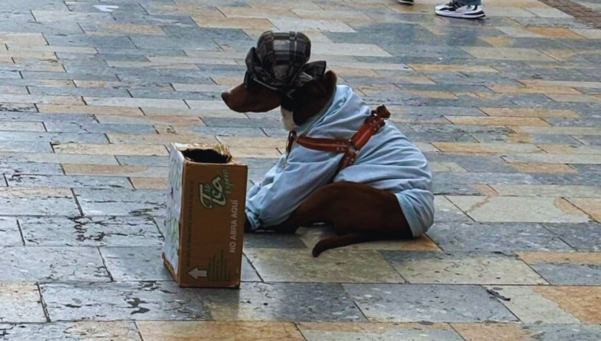 Así rescataron a un perro que explotaban para pedir dinero
