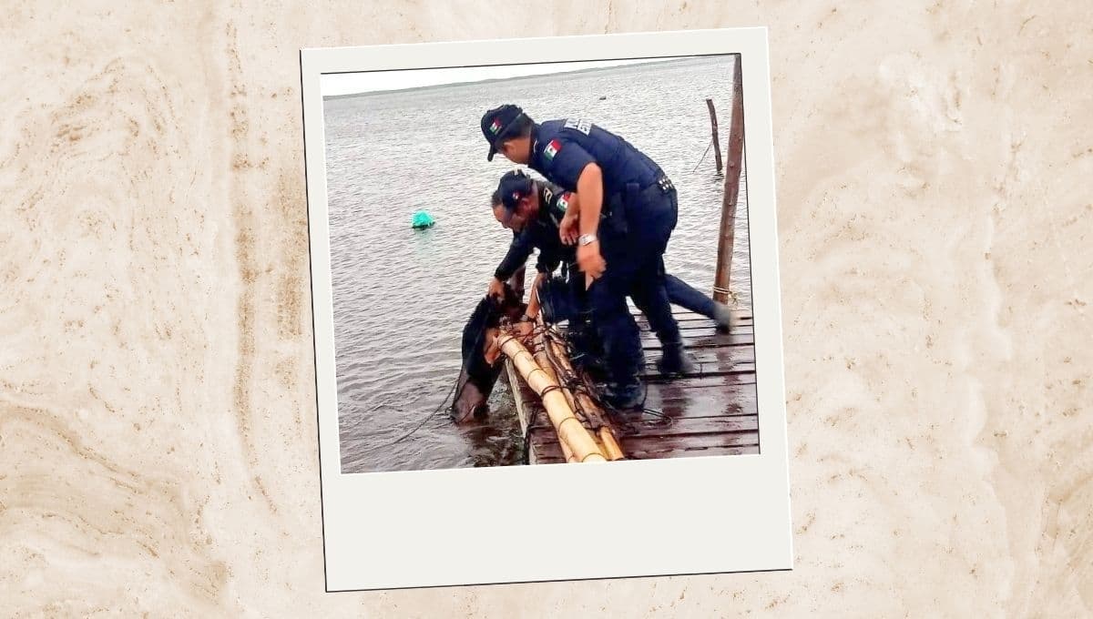 Perro fue amarrado a muelle en Yucatán durante el paso del Huracán Milton