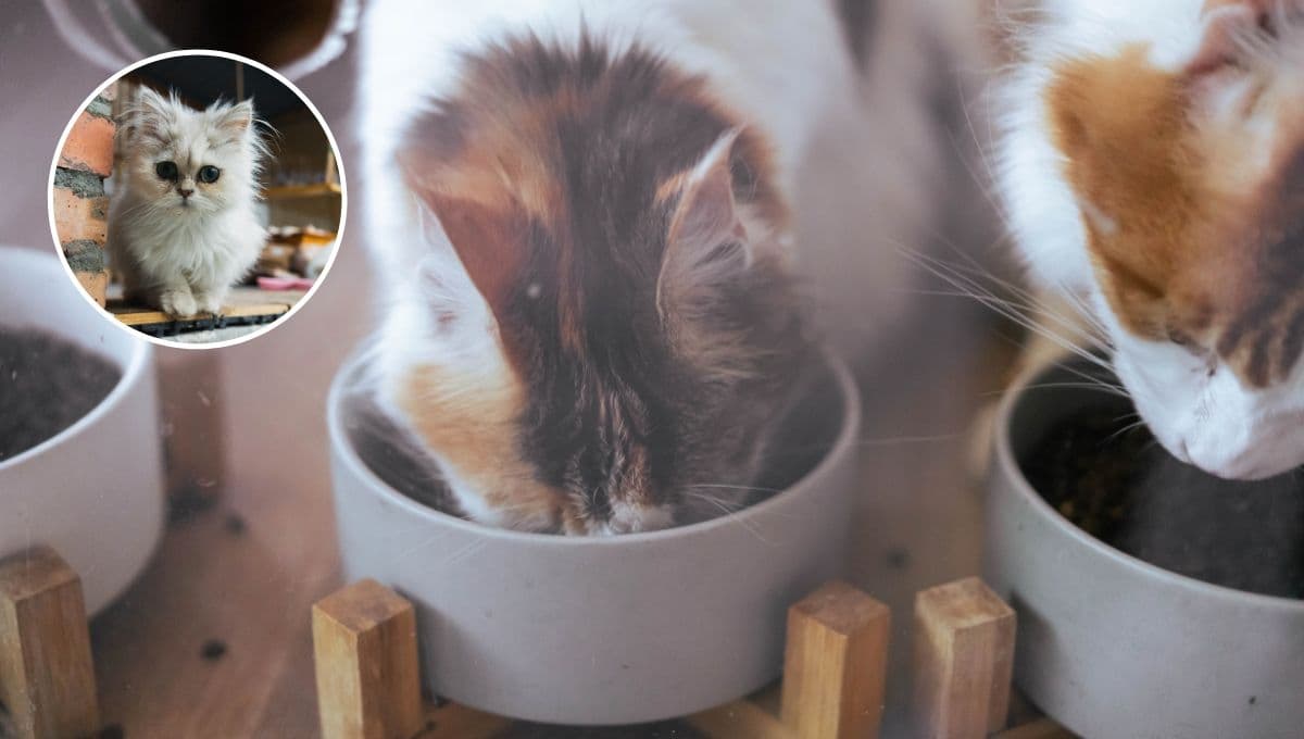 ¿Cómo saber si mi gato está empachado?