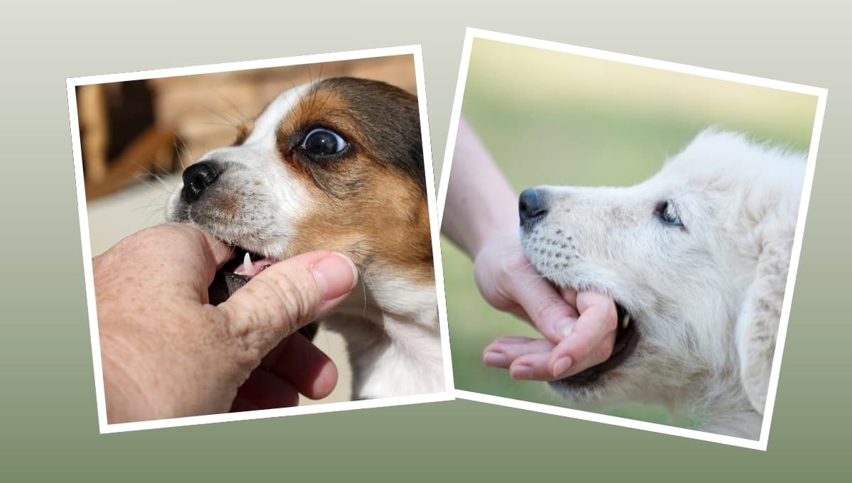 ¿Cómo enseñar a tu perro a no morder?