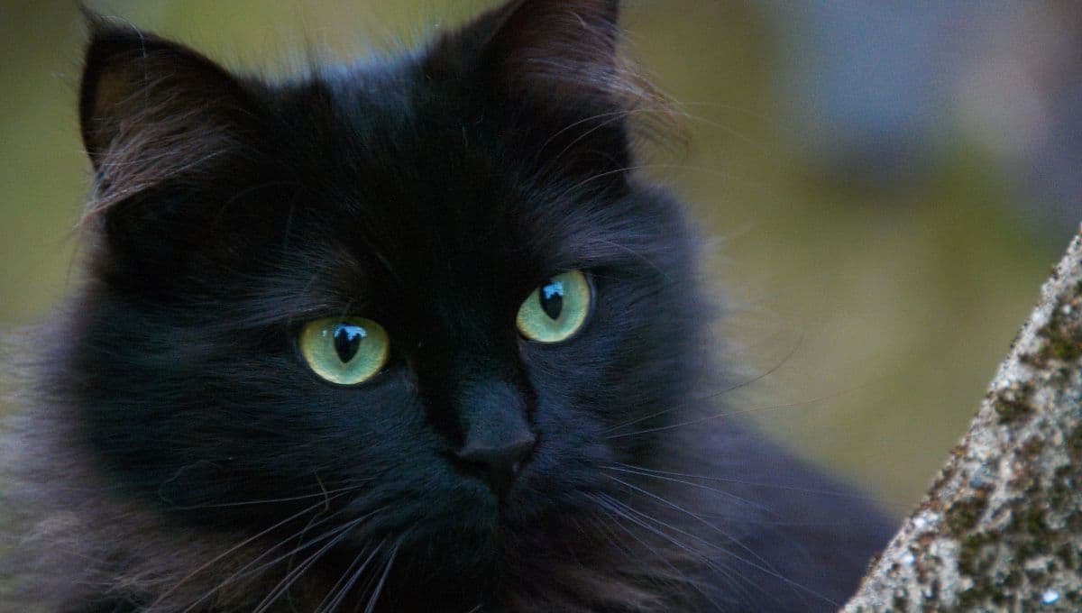 ¿Por qué octubre es el mes más peligroso para los gatos negros?
