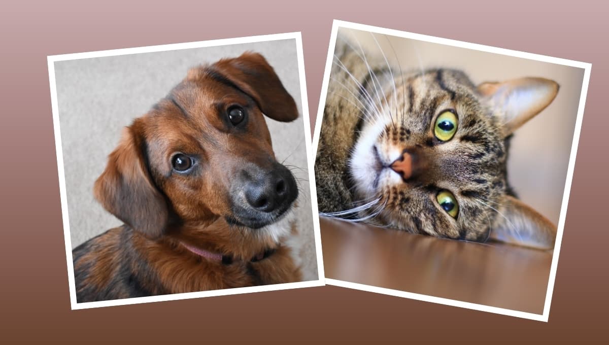 ¿Cómo incluir a tu perro o gato en tu testamento?