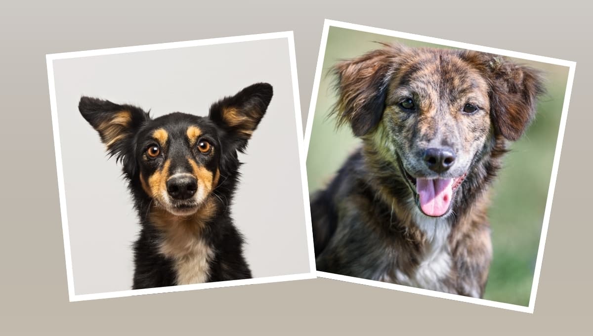Las ventajas de adoptar a un perro mestizo