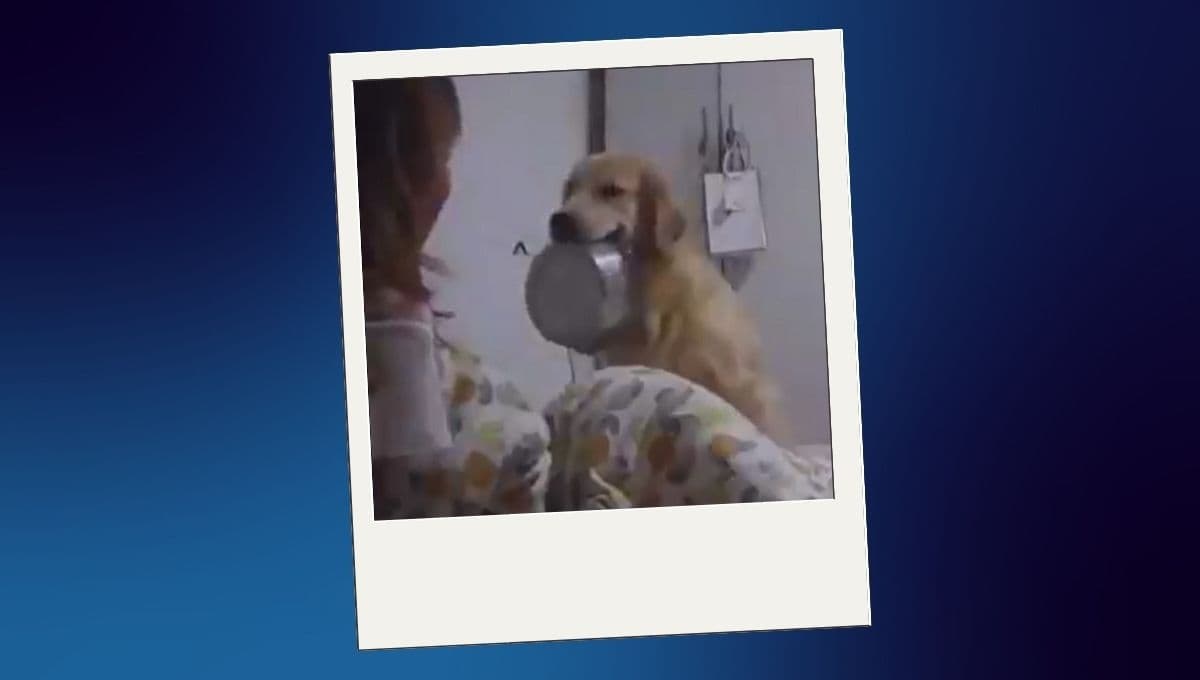 VIDEO: Perro causa tremendo susto a su dueña por su peculiar forma de pedir comida