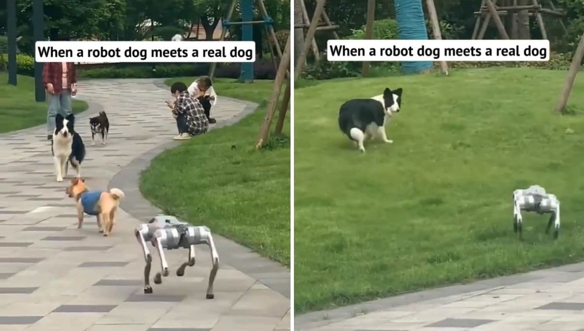 Así reaccionaron perros reales al ver a un perro robot: VIDEO
