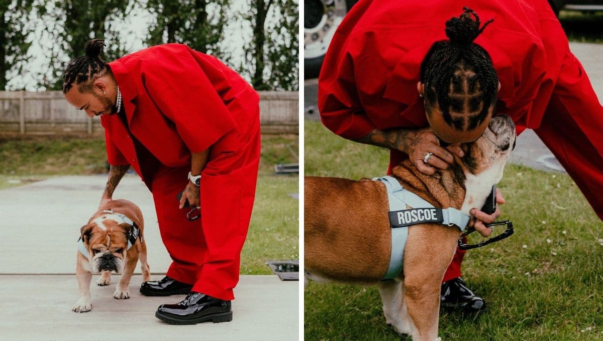 La lujosa vida de Roscoe, el perrito de Lewis Hamilton
