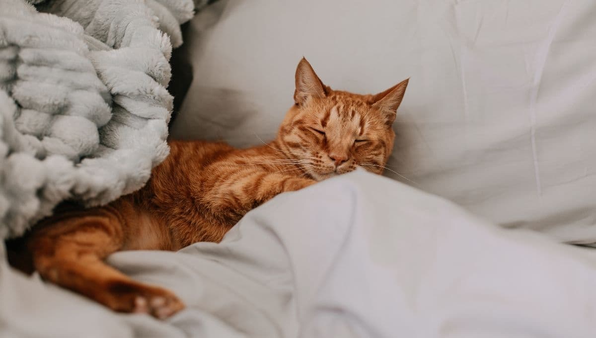 ¿Qué significa que mi gato duerma en mi almohada?