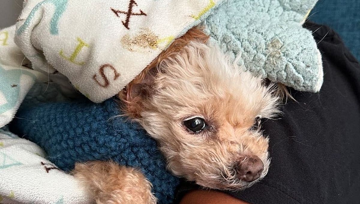Ella es la perrita que demostró querer vivir antes de su eutanasia