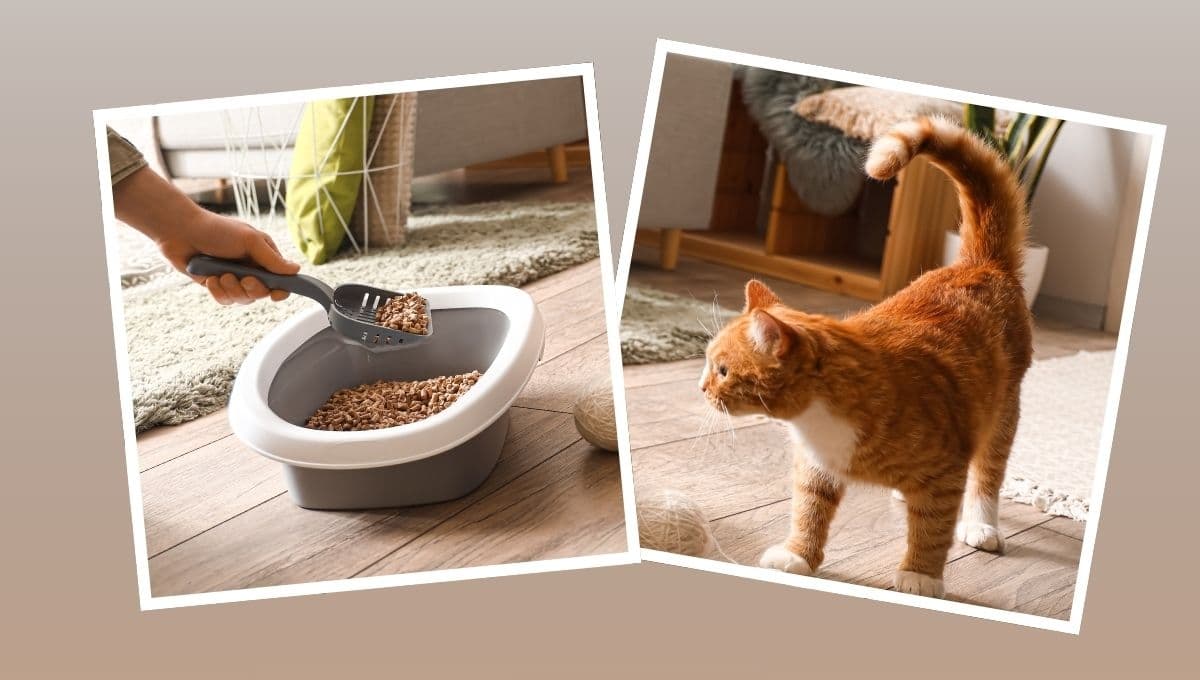 ¿Cómo limpiar paso a paso el arenero de mi gato?