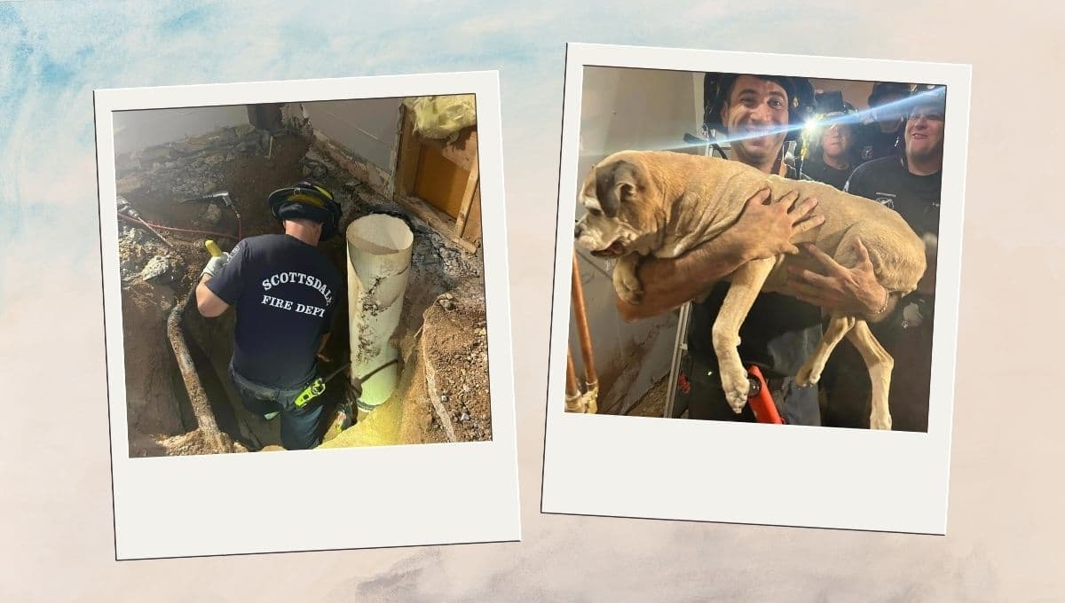 Bomberos rescatan a perro atrapado en tubo de ventilación