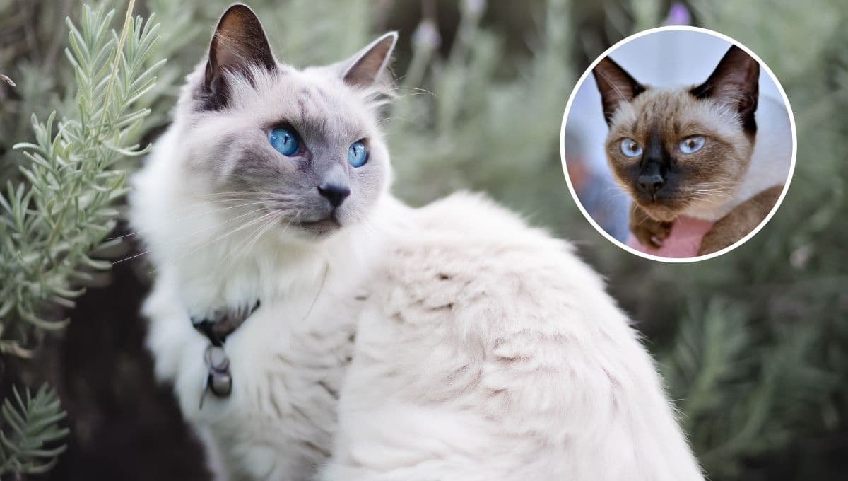 TEST de sólo 5 preguntas para saber si tu gato te quiere