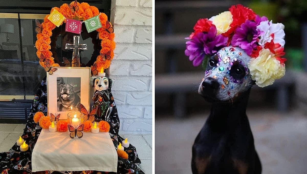 ¿Cómo hacer una ofrenda del Día de Muertos para mascotas?