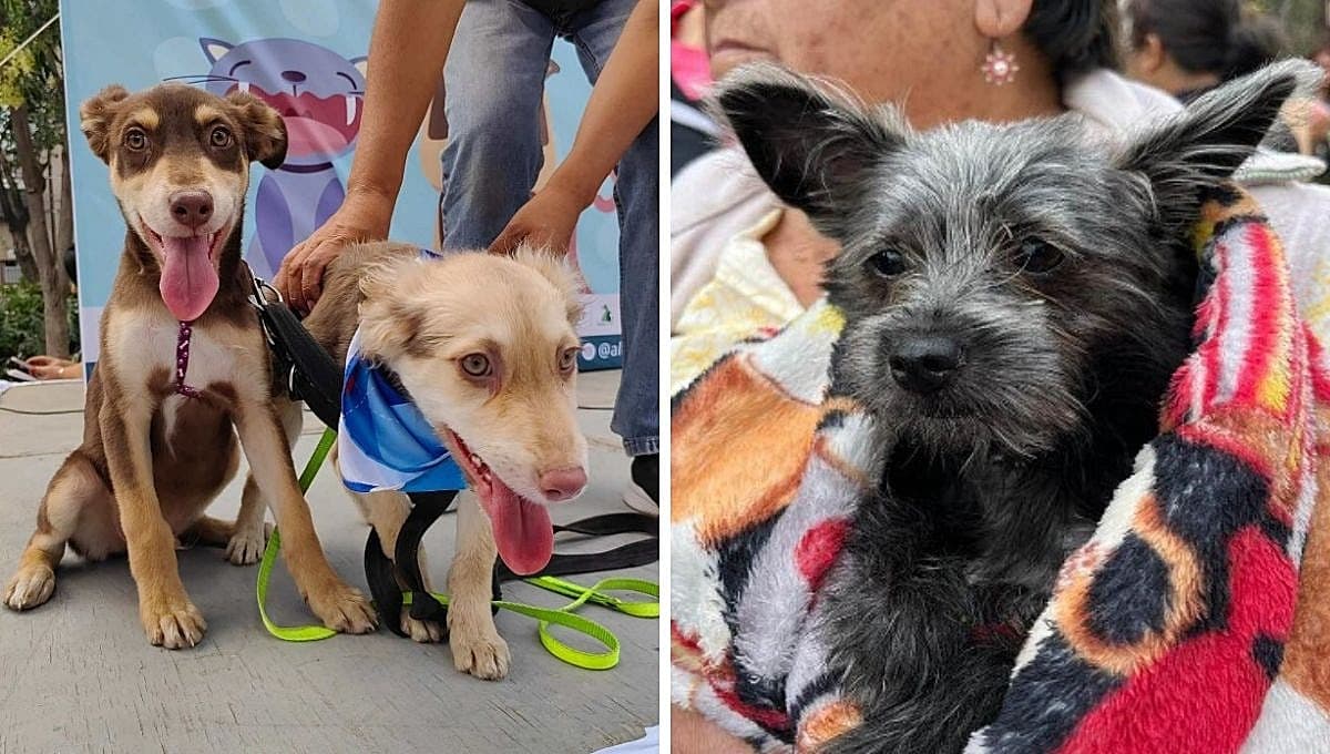 Can Fest: Todo sobre el evento para adoptar una mascota