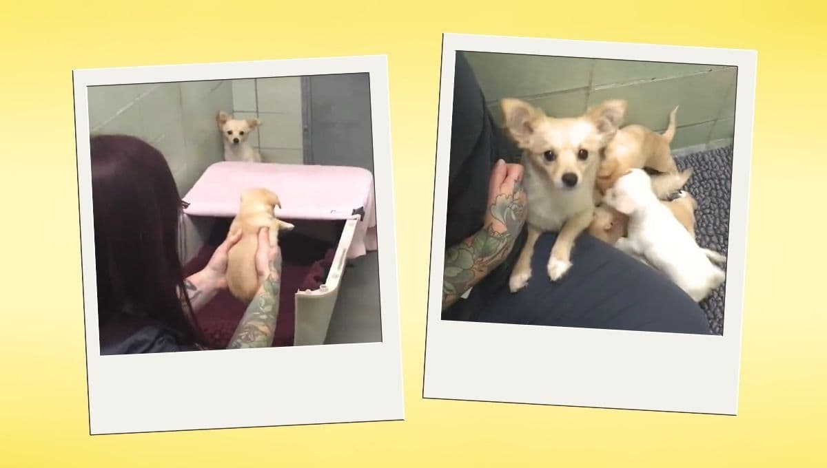 La reacción de una perrita al reencontrarse con sus cachorros