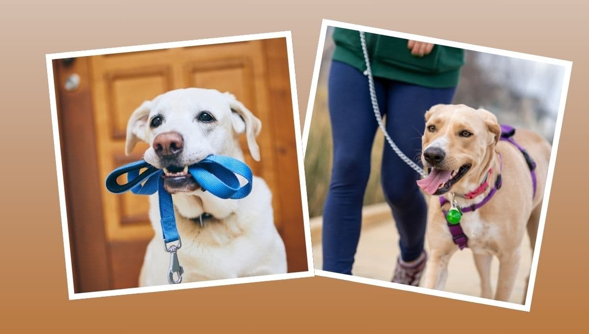 ¿Qué hacer para que mi perro no tire de la cadena?