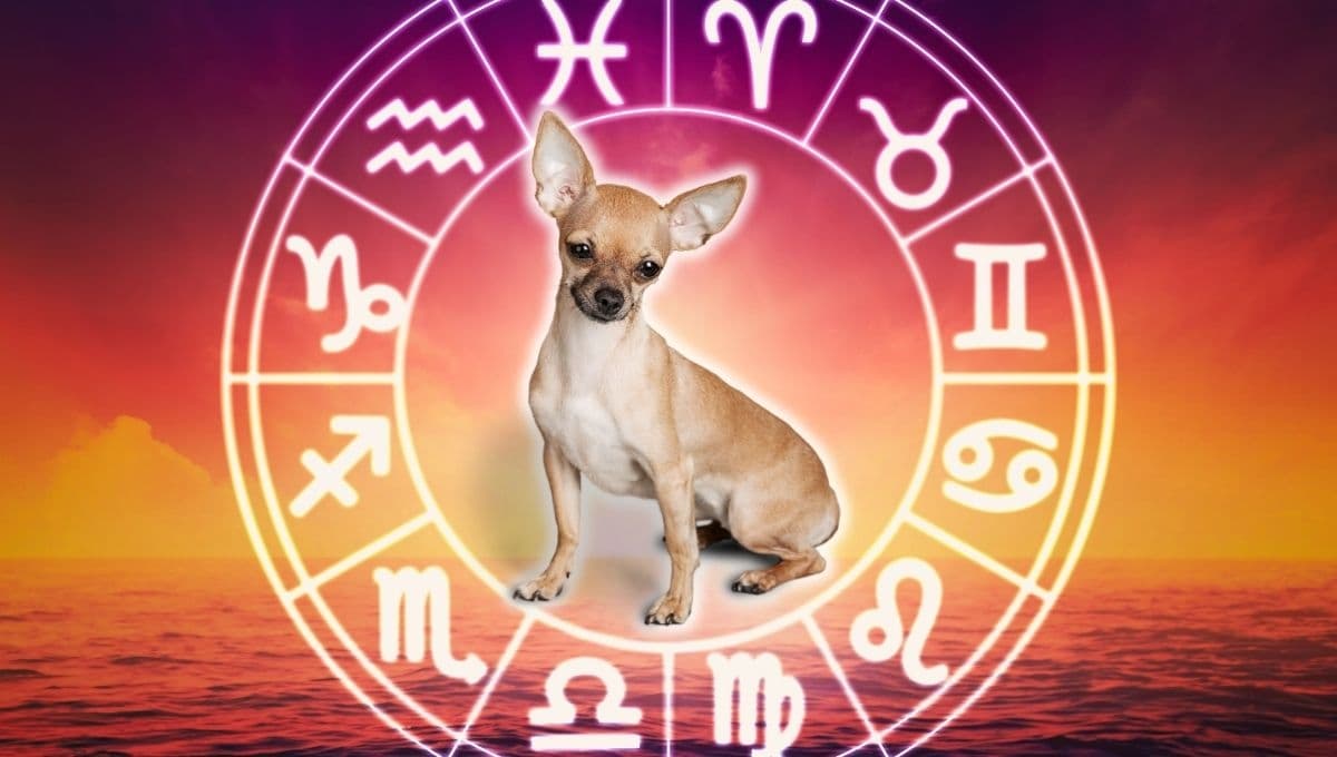 Horóscopo de tu perro: Las predicciones para tu lomito hoy viernes 11 septiembre