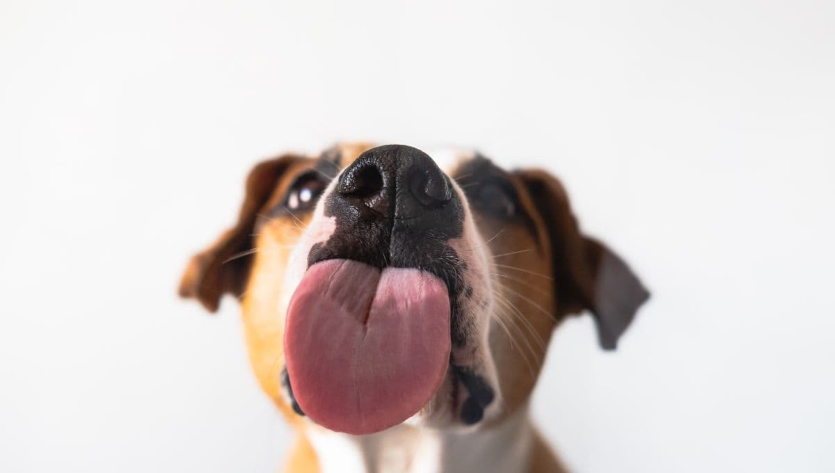 ¿Por qué mi perro lame el piso? Conoce la razón