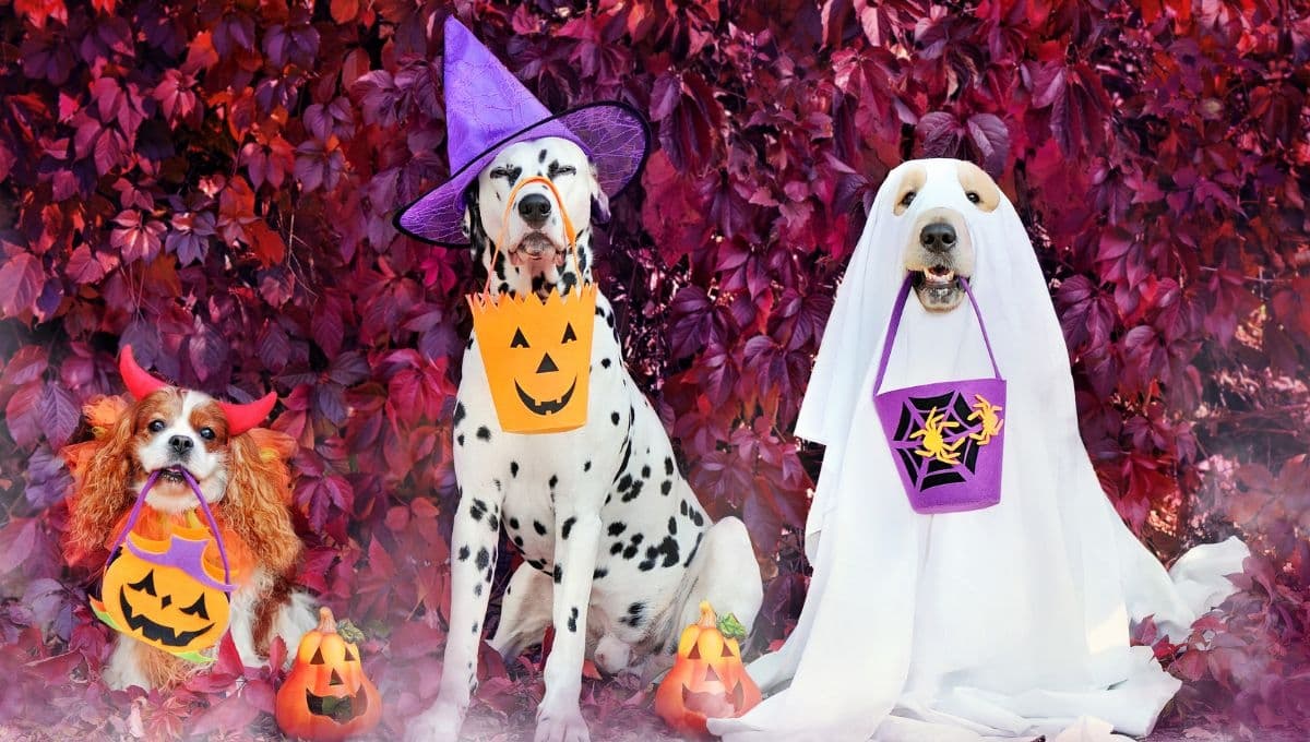 ¿Cómo organizar un Halloween para mascotas?