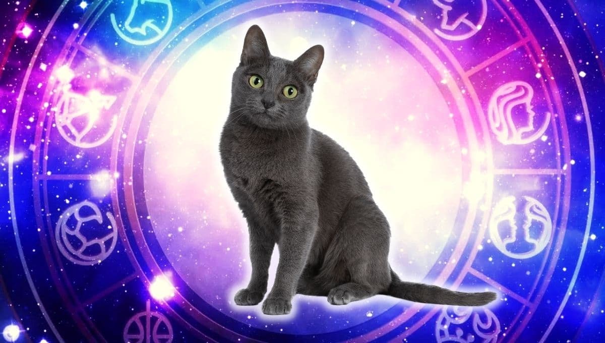 Horóscopo de tu gato: Las predicciones para tu michi hoy viernes 11 octubre